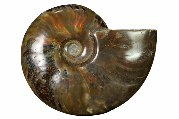 Flashy Red Iridescent Ammonite #155146